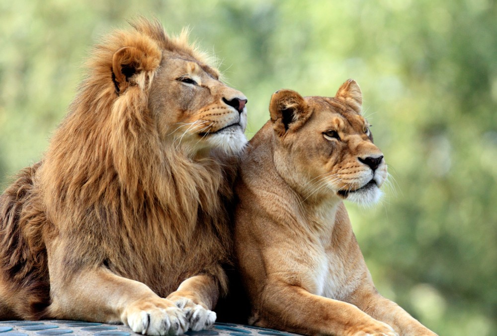 Hang out with lions @ the Lion Habitat Ranch