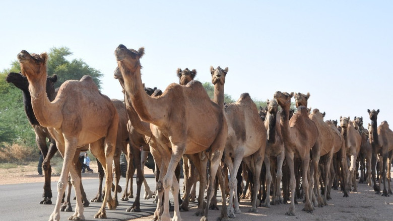 4 Unusual Laws Only Found In Las Vegas