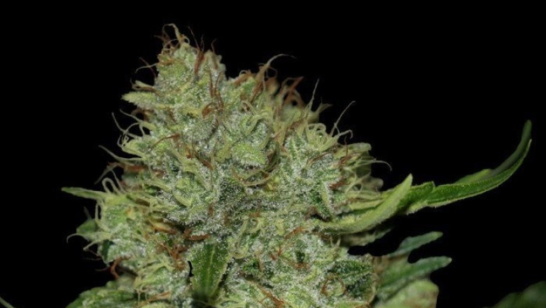 5 Vegas Cannabis Strains You Should Smoke October 2020