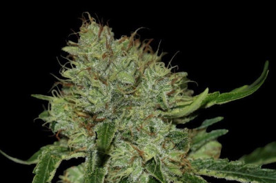 5 Vegas Cannabis Strains You Should Smoke October 2020