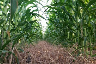 Navigate This Corn Maze On The Outskirts Of Vegas
