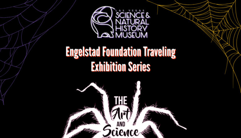 Las Vegas Natural History Museum Hosts America's Largest Arachnid Exhibit